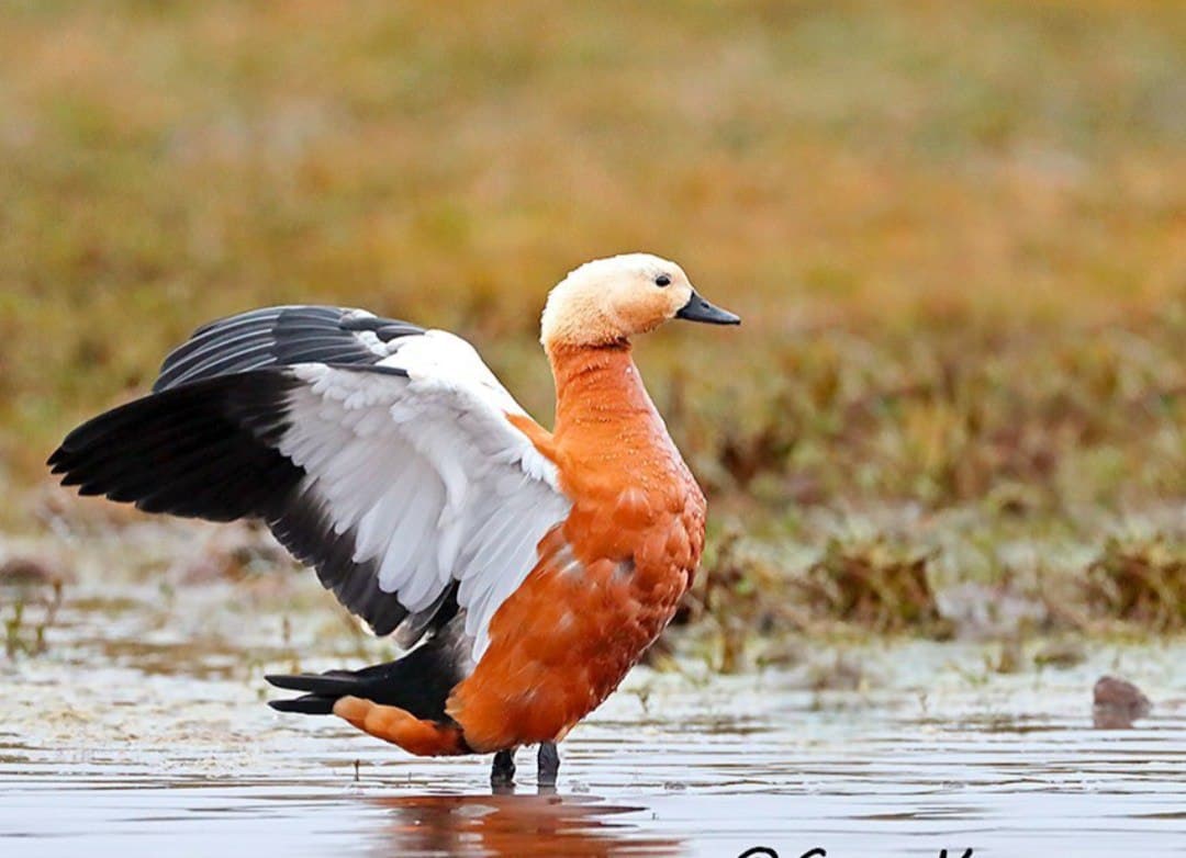 Ethiopian Birding and Wildlife Tour