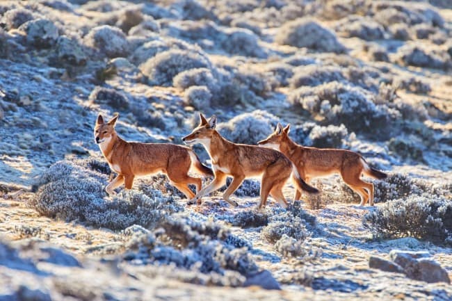 Wildlife