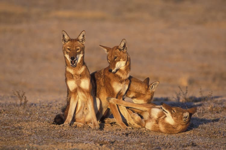 Responsible Wildlife Tourism in Ethiopia