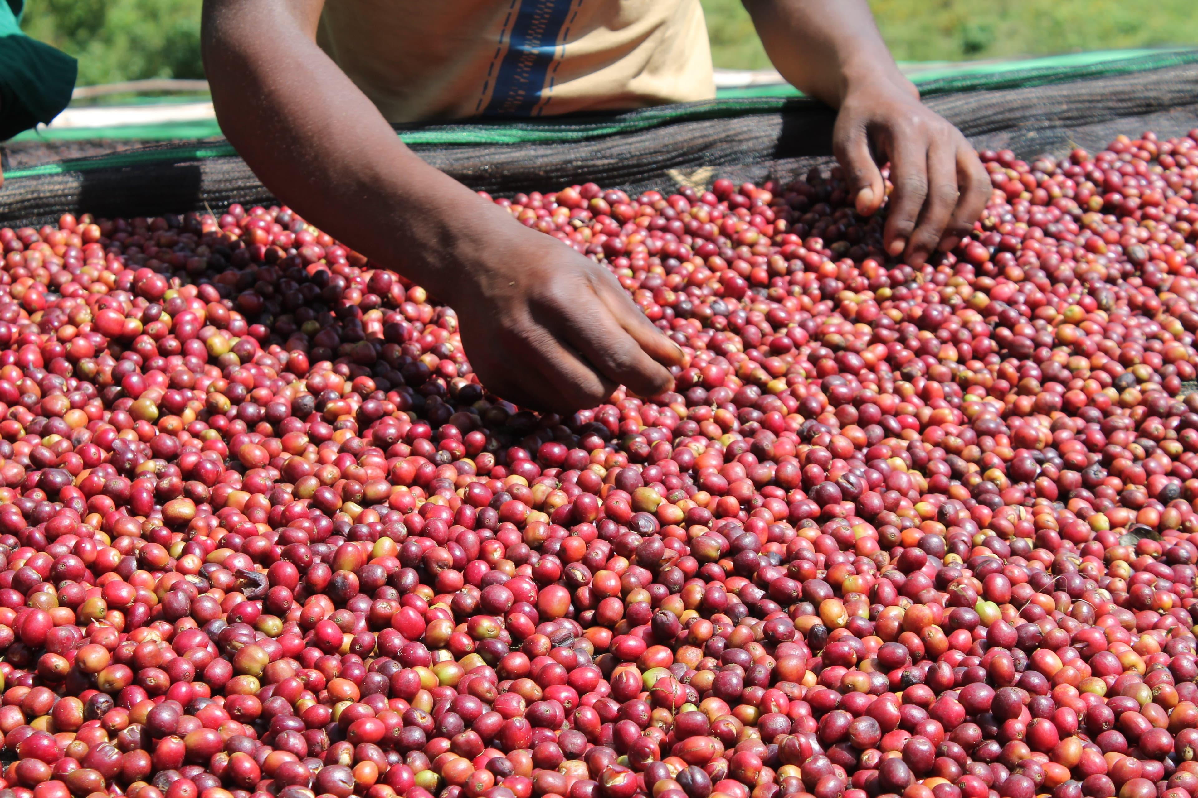 Kaffa & Bonga: Where Coffee Was Born