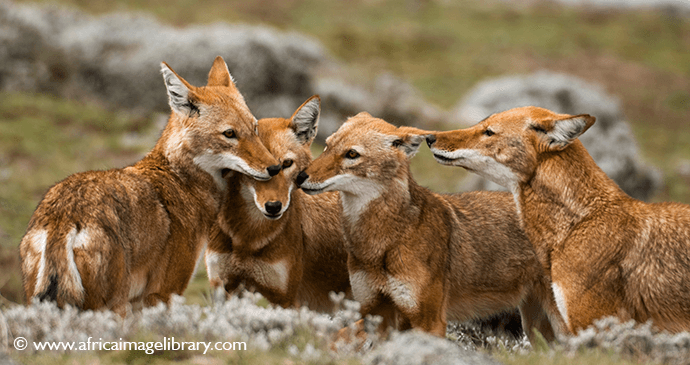 Wildlife